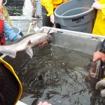 © Friends Of The Marble River Hatchery2019001