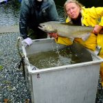 © Friends Of The Marble River Hatchery2019018