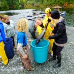 © Friends Of The Marble River Hatchery2019052