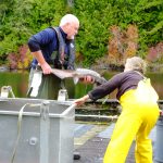 © Friends Of The Marble River Hatchery2019091