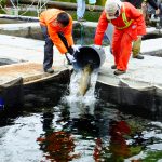 © Friends Of The Marble River Hatchery2019097