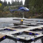 © Friends Of The Marble River Hatchery2019110