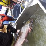 © Friends Of The Marble River Hatchery2019112